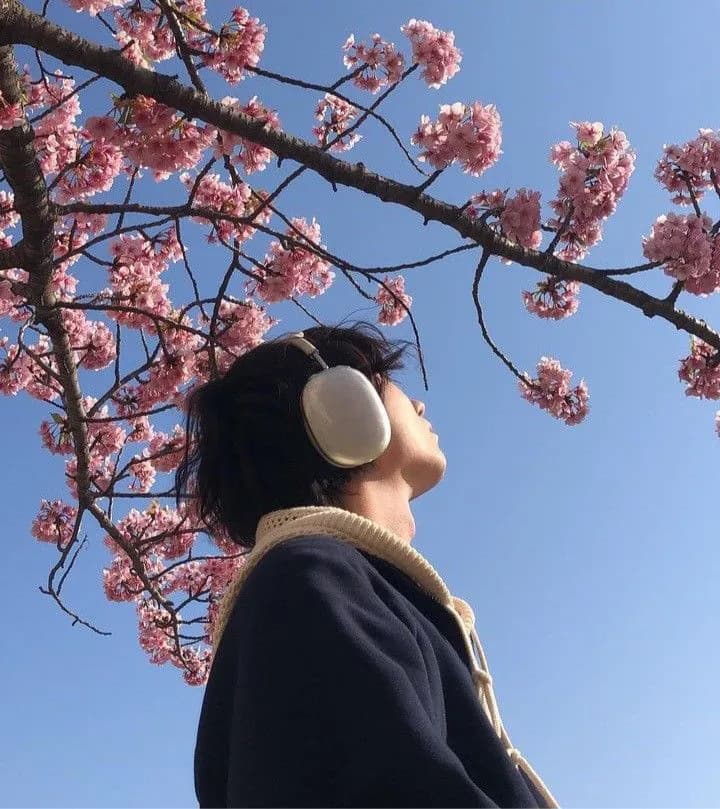 Person mit Kopfhörern unter Kirschblüten